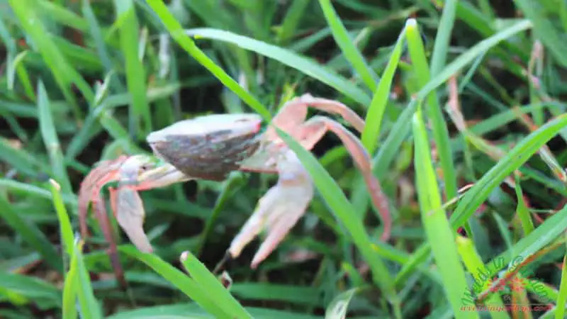 picture of a crab