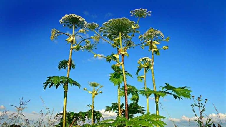 Japanese Knotweed, Giant Hogweed, Kudzu, Water Hyacinth: Introduced