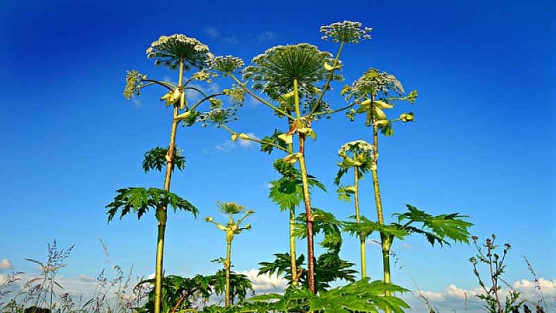 Photo of giant hogweed plants with flowers