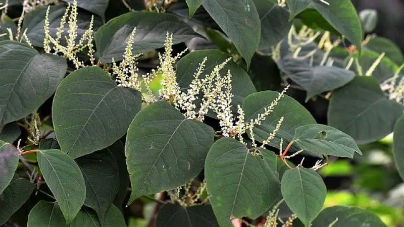 Photo of Japanese knotweed with flowers