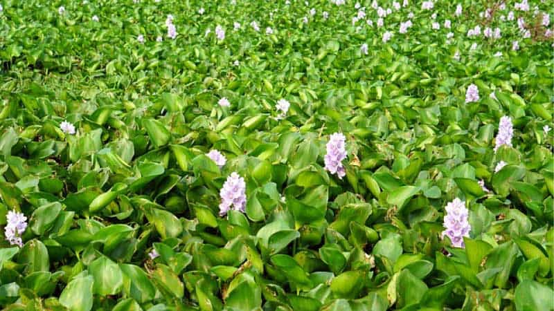 Photo of water hyacinths floating on water