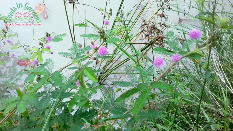 Image of touch me not plant with flowers