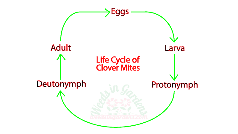 Illustration of the life cycle of clover mites (Bryobia praetiosa)