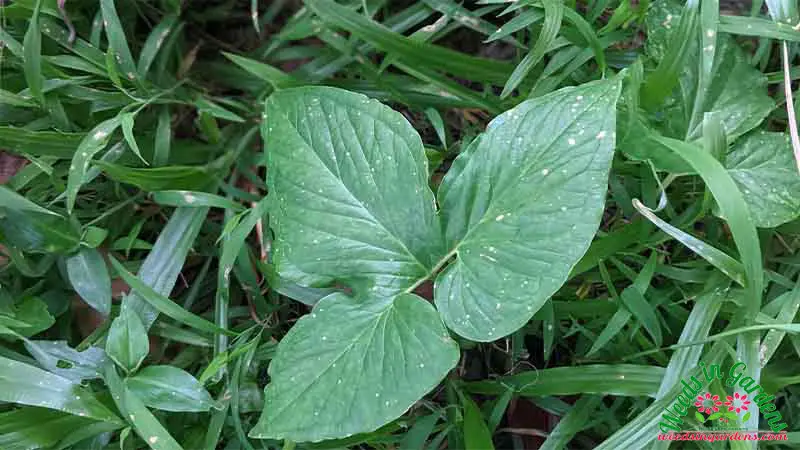 Photo of Bengal Arum (Typhonium trilobatum)
