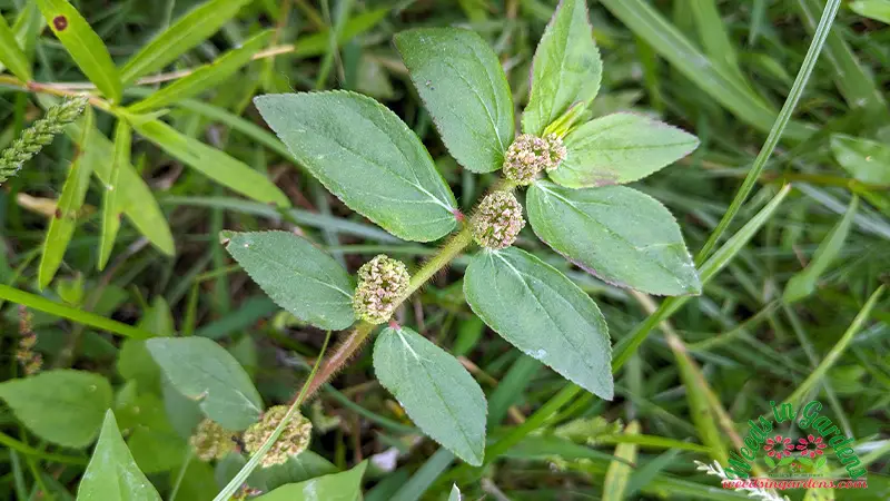 photo of Euphorbia hirta