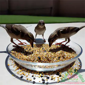 Attracting birds to eat grass seeds