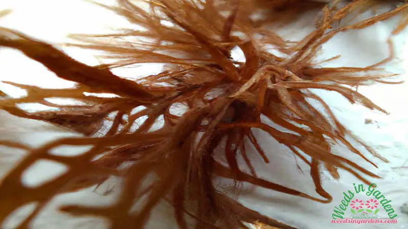 Brown algae