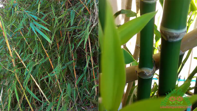 Invasive-vs-Non-invasive-Bamboo-1