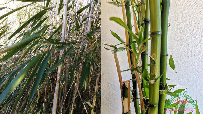 Invasive-vs-Non-invasive-Bamboo-2