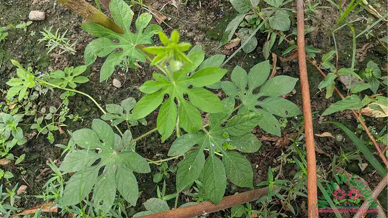 Ipomoea pes-tigridis