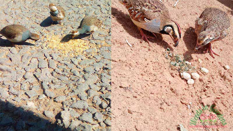 Quails are eating grass seed