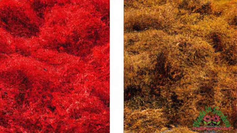 Red algae vs. Brown algae