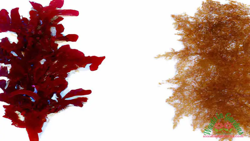 Red algae and brown algae 2