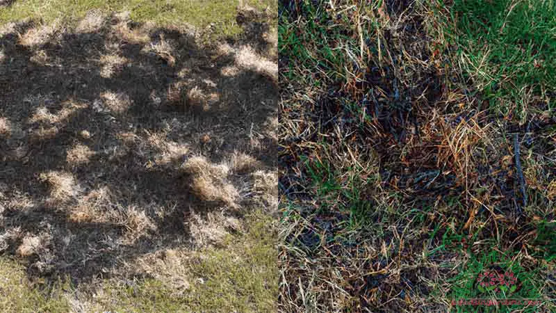 burnt-grass-1