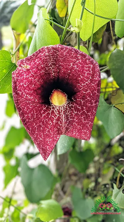 Calico Flower plant (Aristolochia littoralis)