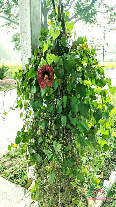 growing Calico Flower plant