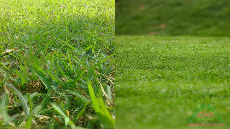 grown-back-green-grass-1