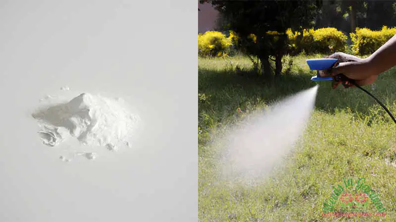 killing-weeds-using-bleach-1