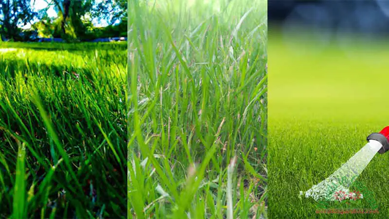 overwatered-grass-1