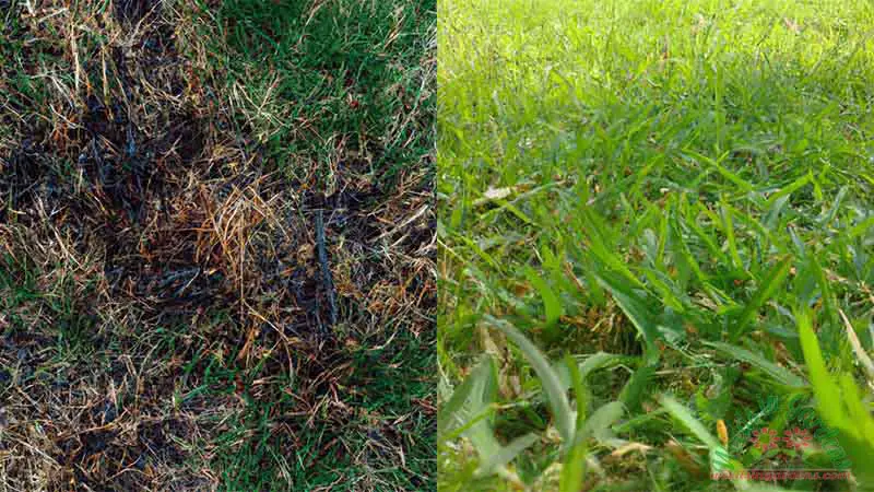 regrowth-time-for-burnt-grass-1