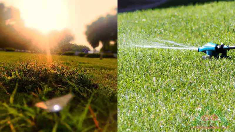 what-temperature-is-too-hot-to-water-grass