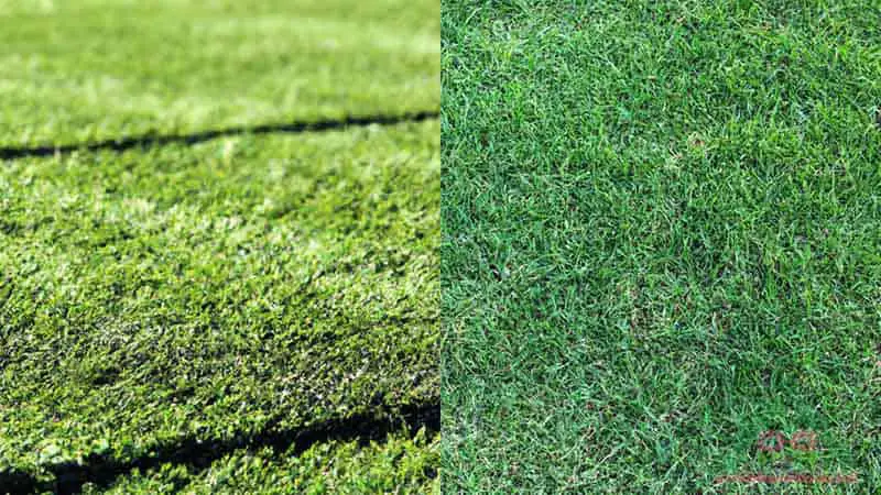 Artificial Turf vs. Natural Grass Cost: A Comprehensive Comparison ...