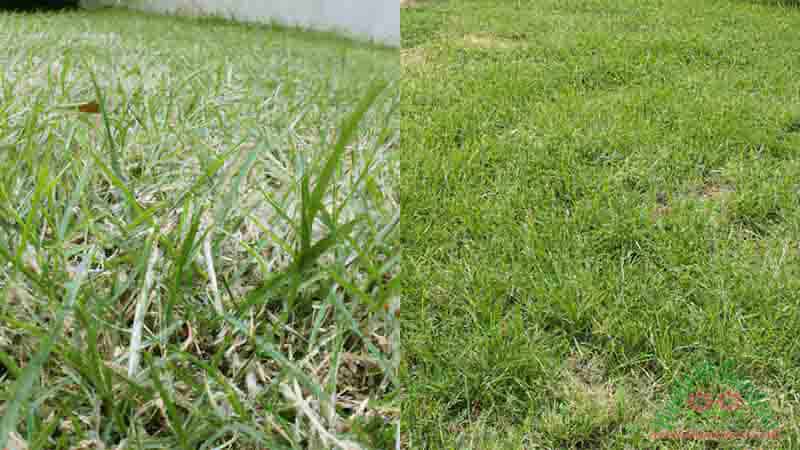 picture of thin and thick bahia grass lawn