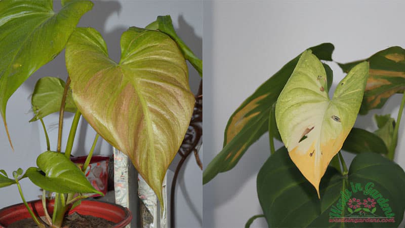 anthurium leaves turning yellow