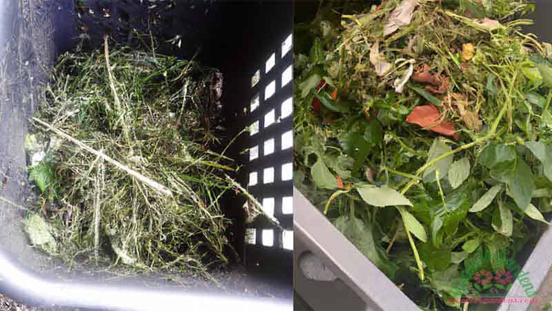 disposing-invasive-plants-1