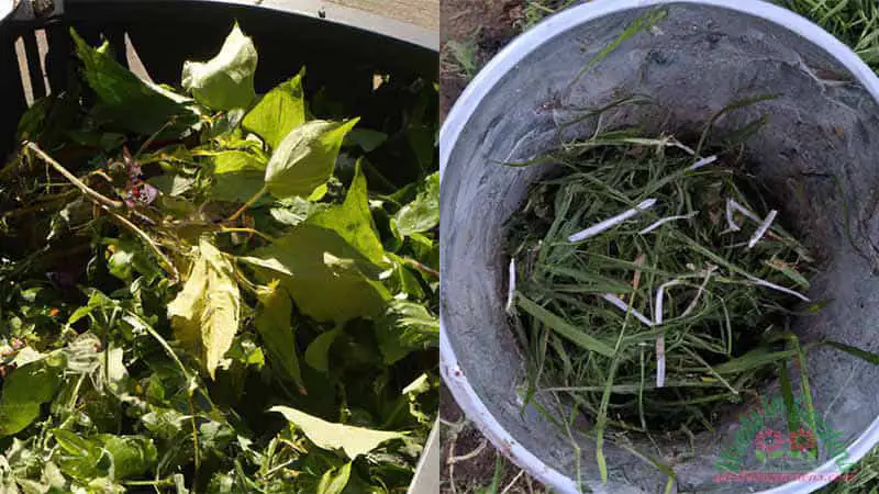 disposing-invasive-plants-2