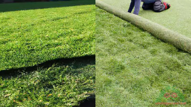 laying turf over grass