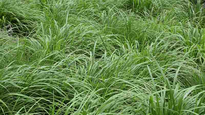 Fescue-Grass