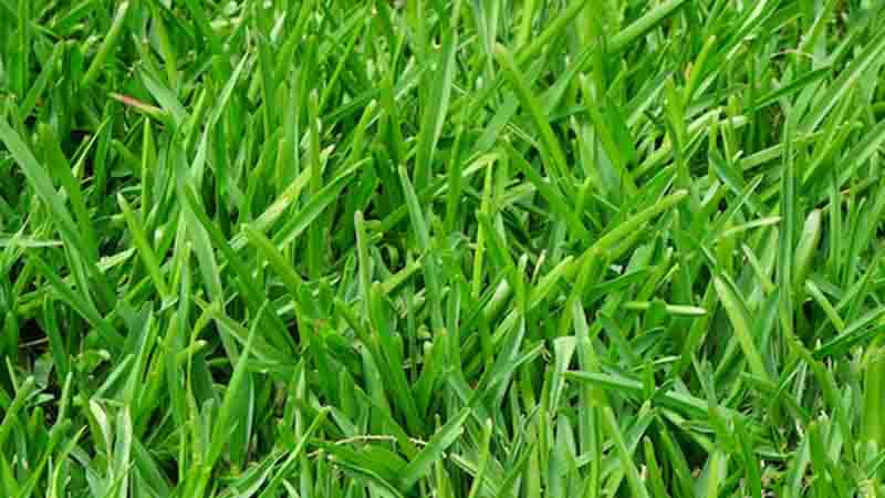 St-Augustine-Grass