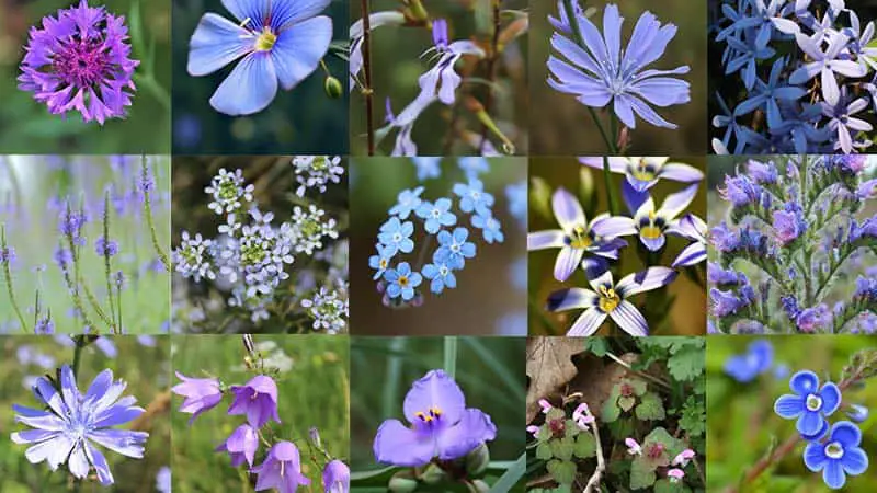 Weeds with Blue Flowers in Lawns: Identification and Control Guide ...