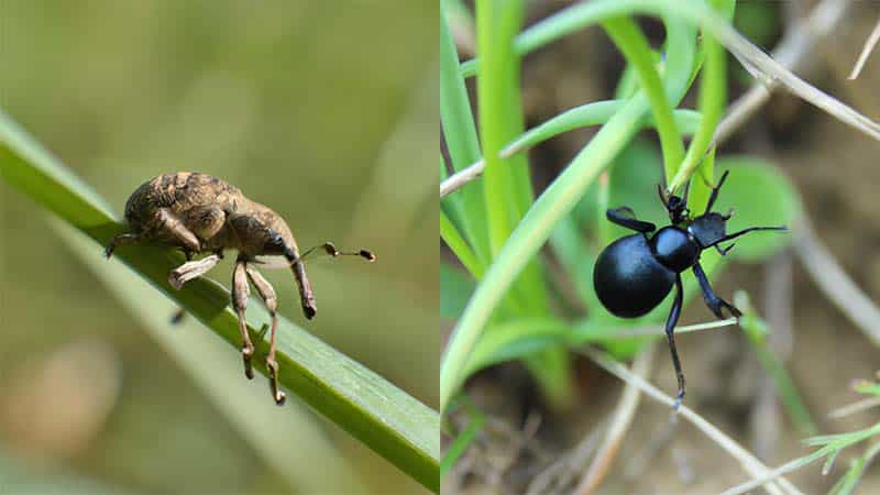 Weevil-vs-Beetle