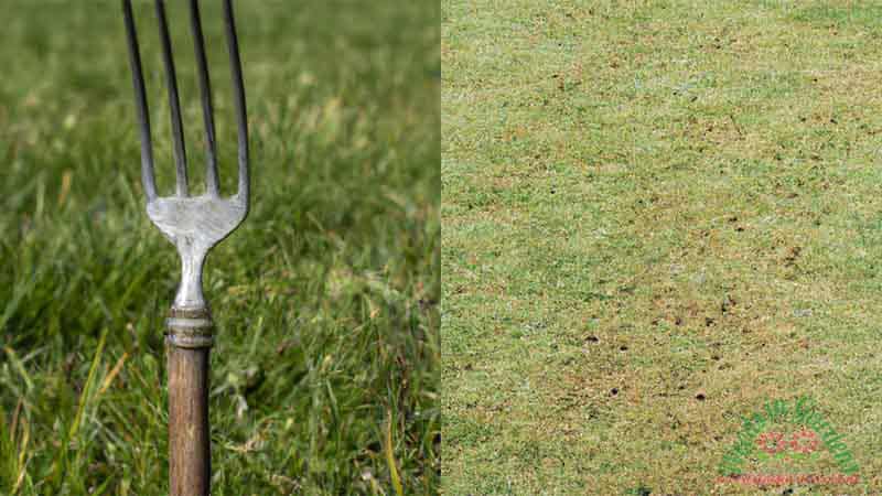 aerate-lawn-after-rain