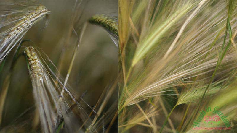 barley-grass