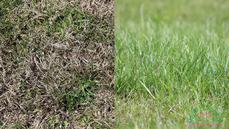 grass-recovery-from-drought