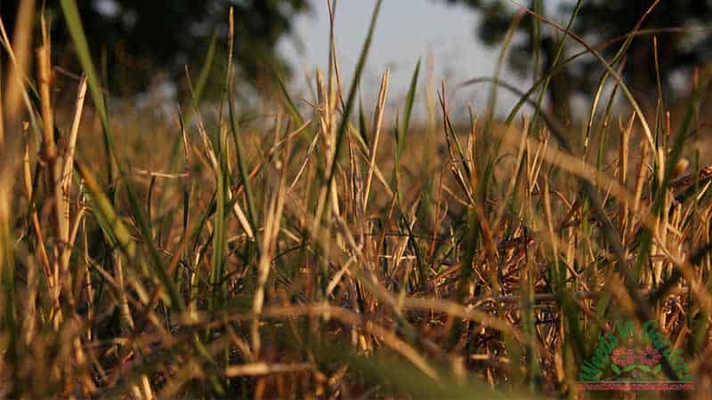 grass-turning-yellow