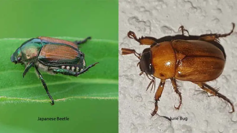 japanese-beetle-vs-june-bug