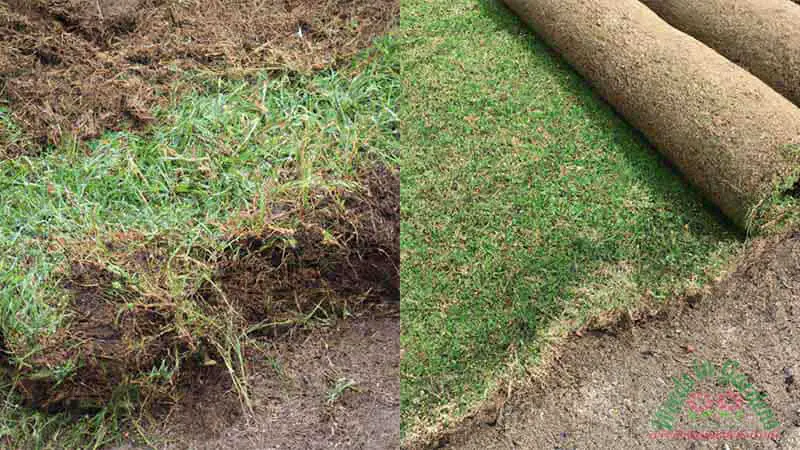 removing-old-sod-and-replanting-new-sod