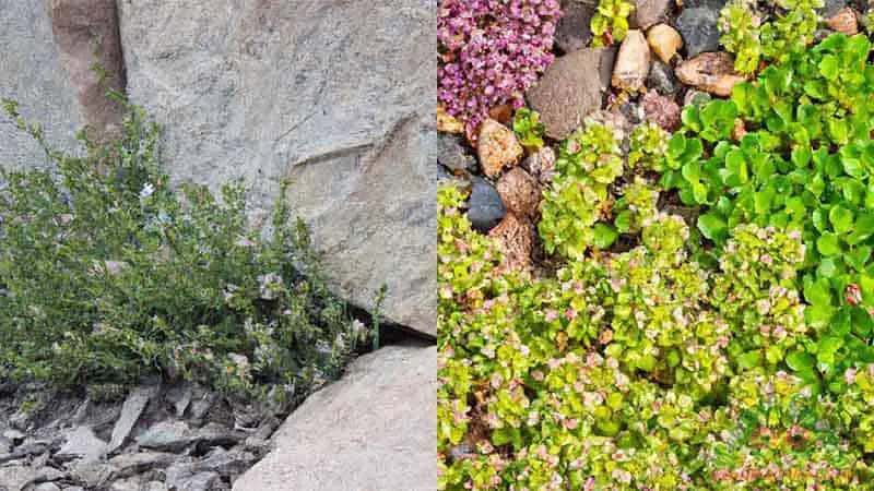 weeds-in-rock-garden