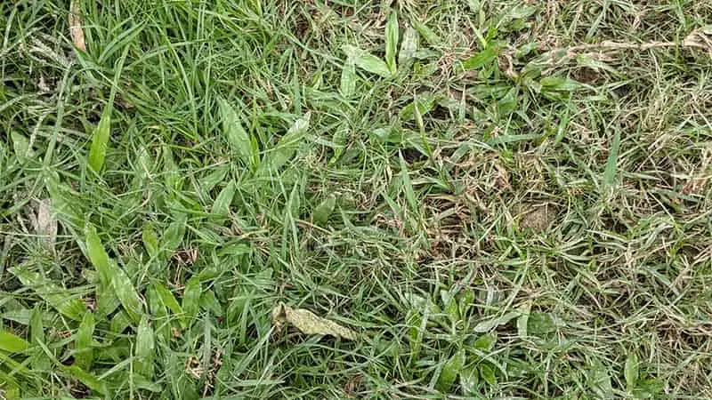 Different-Types-of-Grass-in-a-Lawn