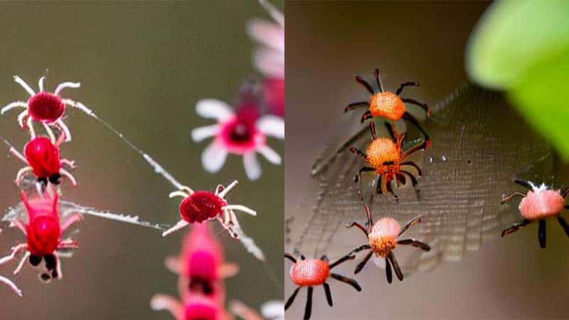 spider-mites