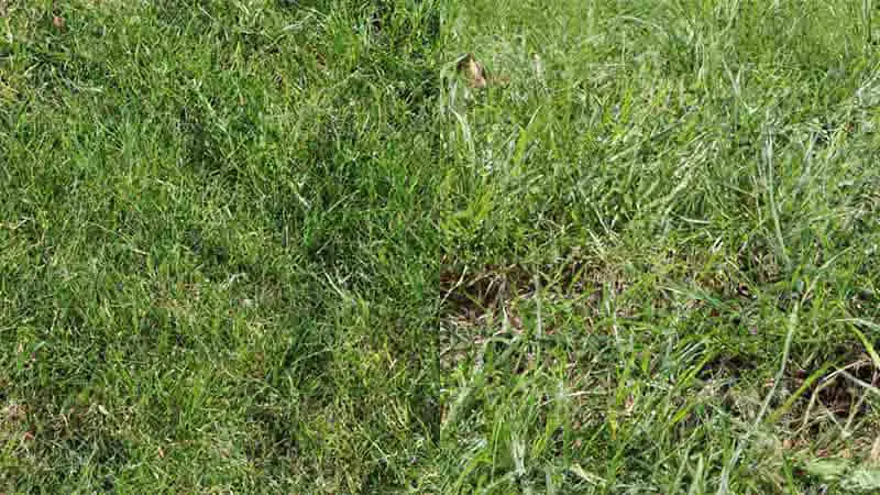 thick-grass-in-lawn