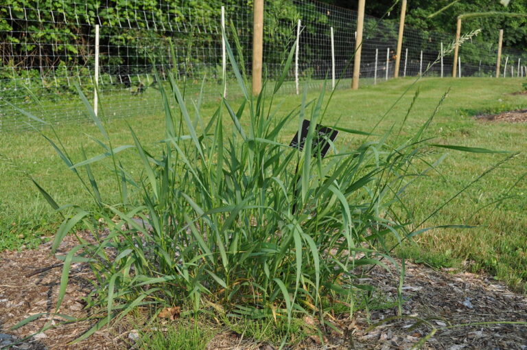 A clump of quackgrass with broad blue-green blades and wheat-like seed spikes growing at the edge of a mown lawn