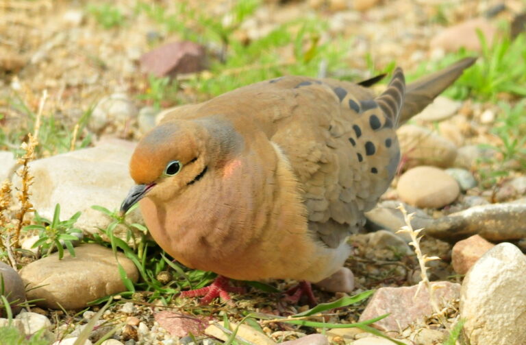 A mourning dove crouched on gravelly ground among short grass, pecking at the surface