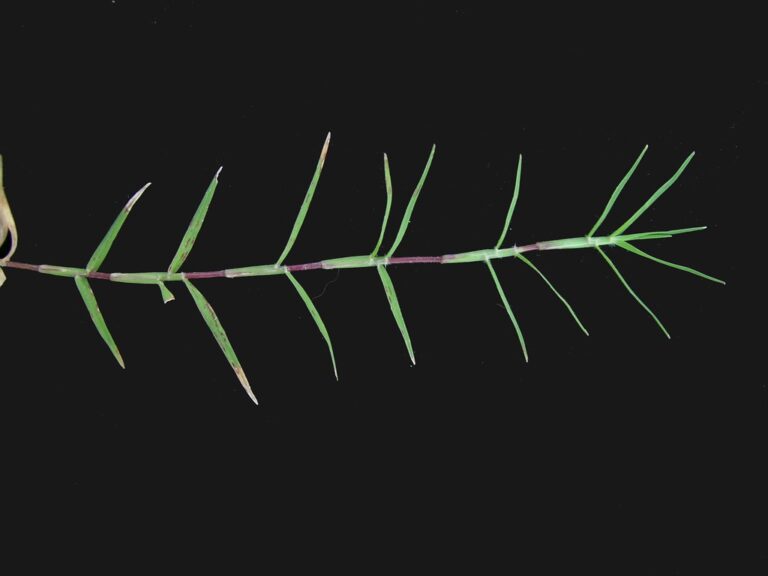 A single bermuda grass runner laid on a dark background, with pairs of short pointed leaves spaced along a reddish creeping stem