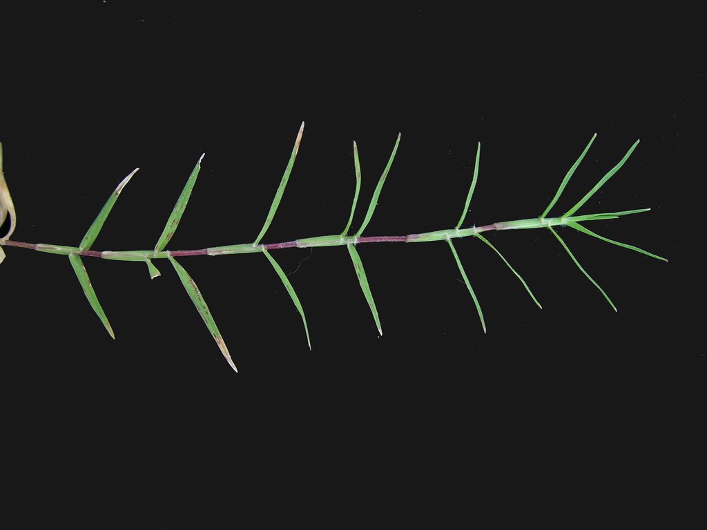 A single bermuda grass runner laid on a dark background, with pairs of short pointed leaves spaced along a reddish creeping stem