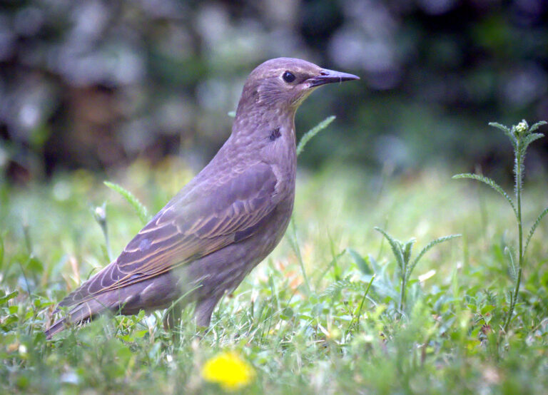 A young starling with grey-brown plumage and a long pointed bill standing in lawn grass with small weeds